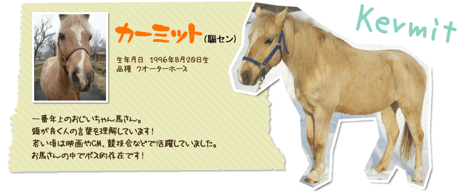 馬の紹介 わくわくファーム前森高原